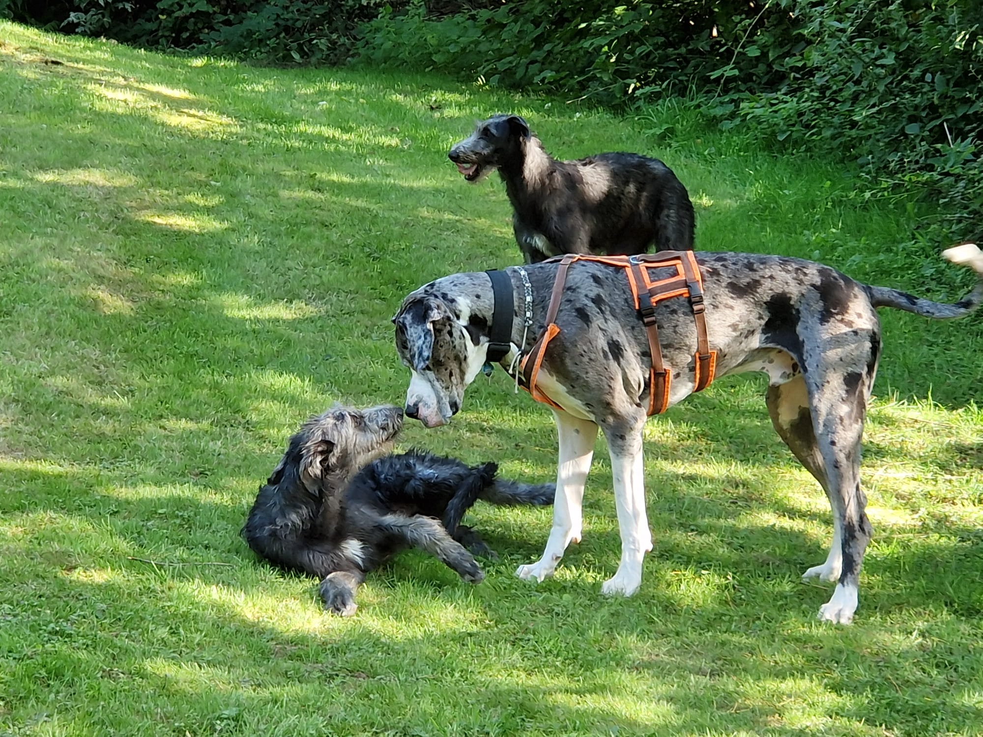 Hunde zu Gast auf dem Hof
